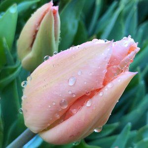 Meet your Posher, Lynda